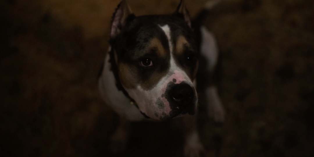 69shuba.ac短剧资讯网