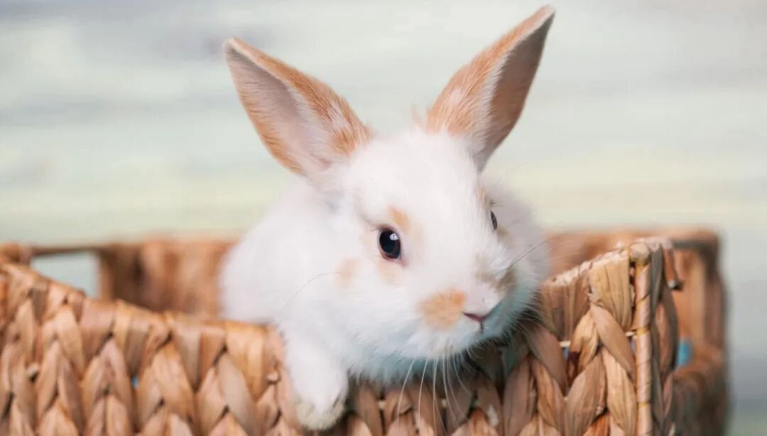 网文杂谈&middot;聊聊阅文2025年的十二天王