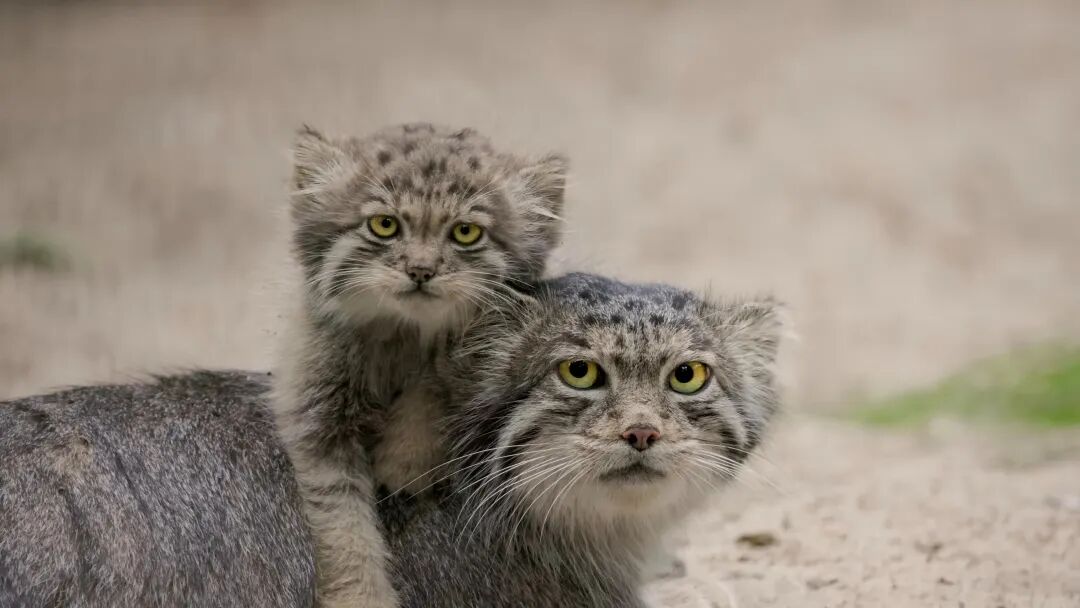 完本养肥精选：赤戟12月书单&middot;2025