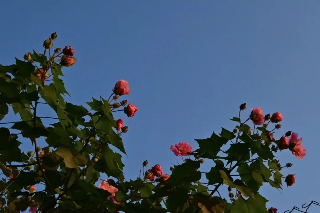 写公众号之后，我好像没有那么焦虑了