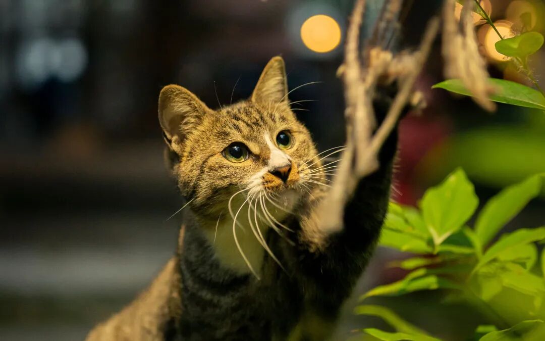 赤戟推书单381｜仙草级文豪流&middot;姑获鸟阎浮无限&middot;幕后黑手火影同人&hellip;&hellip;