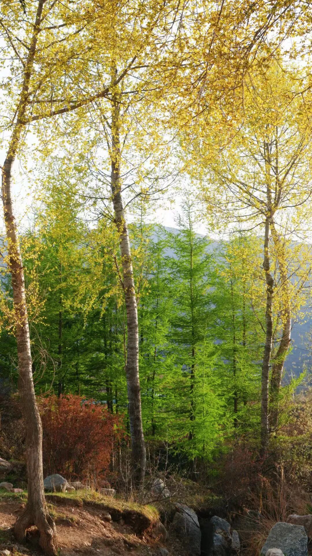 69shuba.ac短剧资讯网