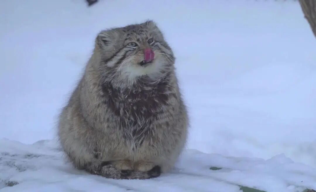 完本养肥精选：澎湃八月书单&middot;2025