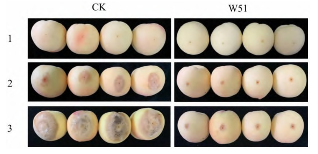 69shuba.ac短剧资讯网