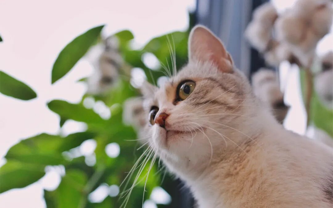 赤戟推书单385｜仙草级模拟修仙&middot;双女主歌抄华娱&middot;热血白爽灵气复苏&hellip;&hellip;