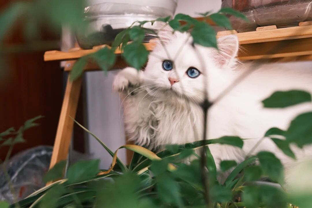 赤戟推书单388｜轻松搞笑风灵异探险&middot;势力争霸凡人流&middot;曲线救国戏说风&hellip;&hellip;