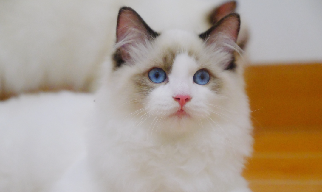 赤戟推书单386｜田园休闲法兰西&middot;诙谐双穿武侠&middot;超凡山海种田&hellip;&hellip;