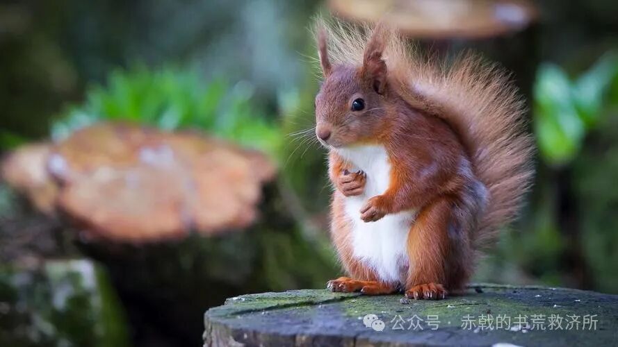 2025&middot;年度盘点&middot;历史&middot;军事&middot;外国文