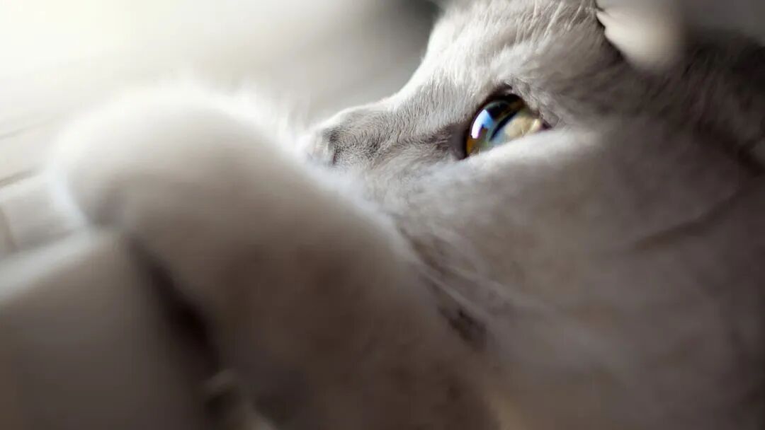 特别番外-近期体育文汇总&不吐不快的足球闲话