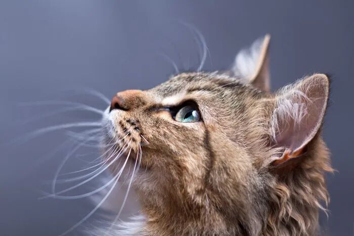 赤戟推书单399｜异兽进化&middot;洪荒西游&middot;诡秘同人&hellip;&hellip;