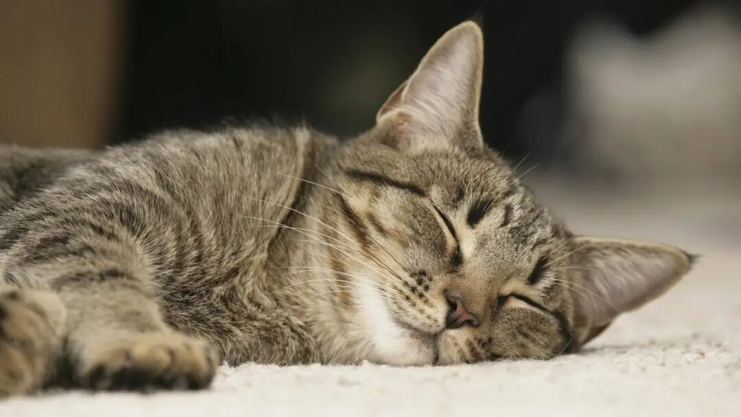 赤戟推书单400｜PPT流挽天倾&middot;莲蓬鬼话民俗&middot;后宫修罗场&hellip;&hellip;