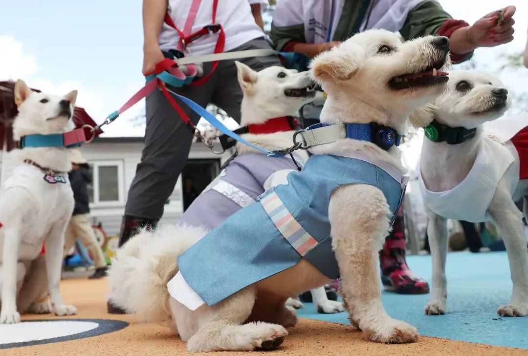 不生孩子的韩国年轻人，花几千元送狗上学