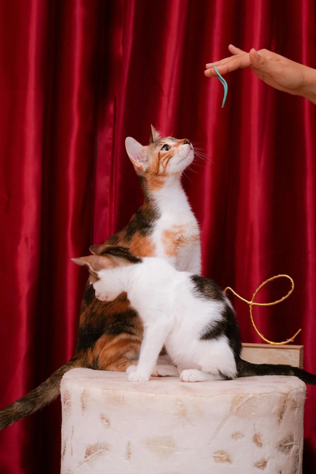 69shuba.ac短剧资讯网