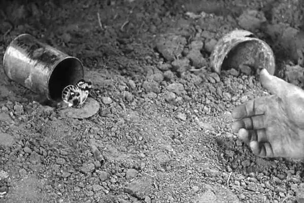 69shuba.ac短剧资讯网