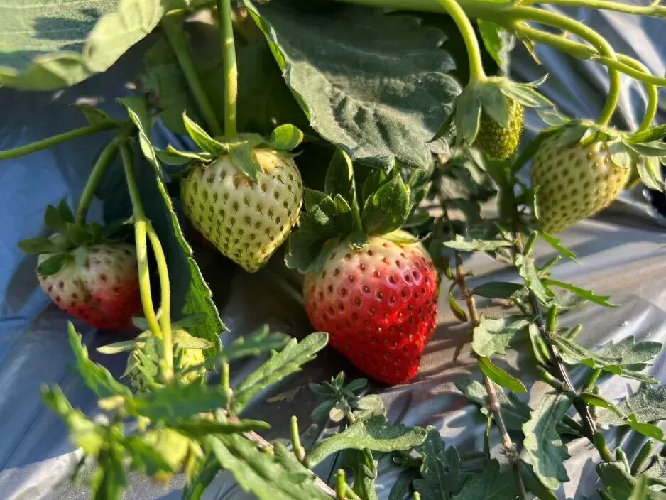 69shuba.ac短剧资讯网