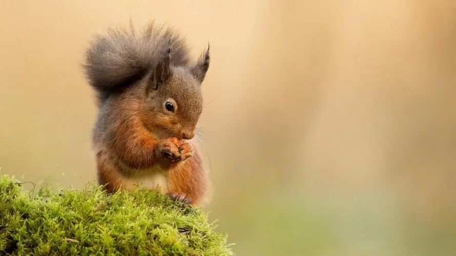 赤戟月度推书&middot;佳作好评回馈&middot;必读（2026&middot;01&middot;春节快乐哈）