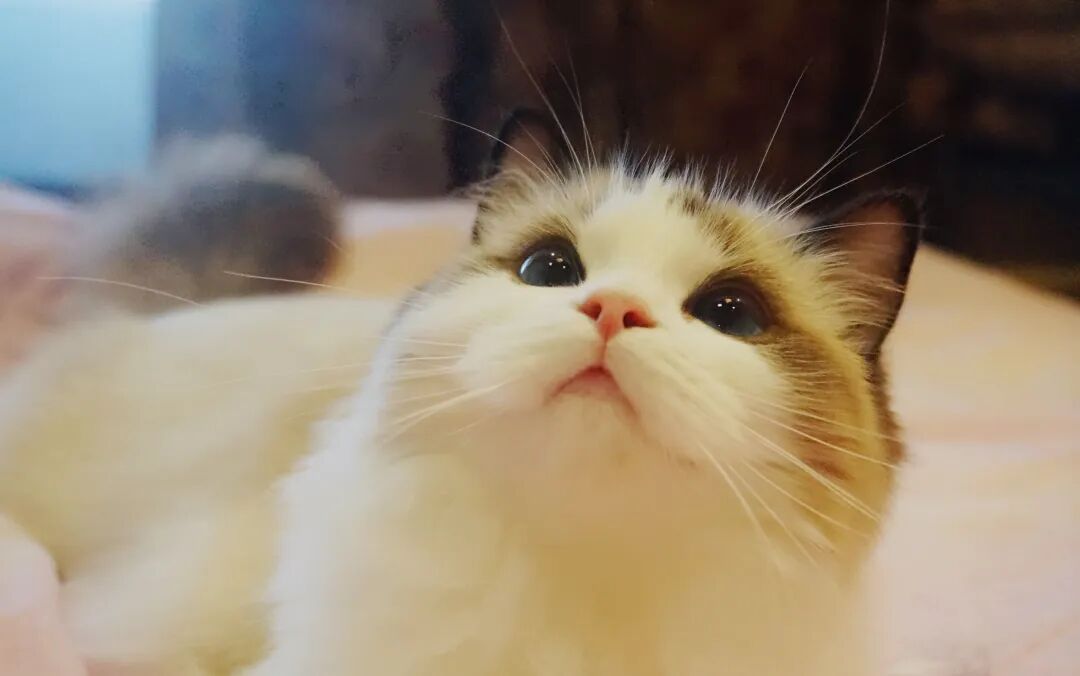 赤戟推书单402｜校园恋爱&middot;丹阵双修&middot;诡秘末世&hellip;&hellip;