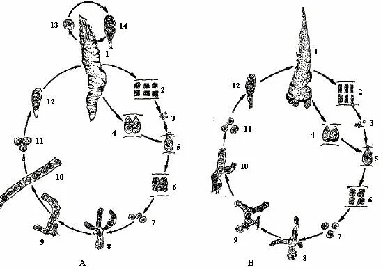 69shuba.ac短剧资讯网