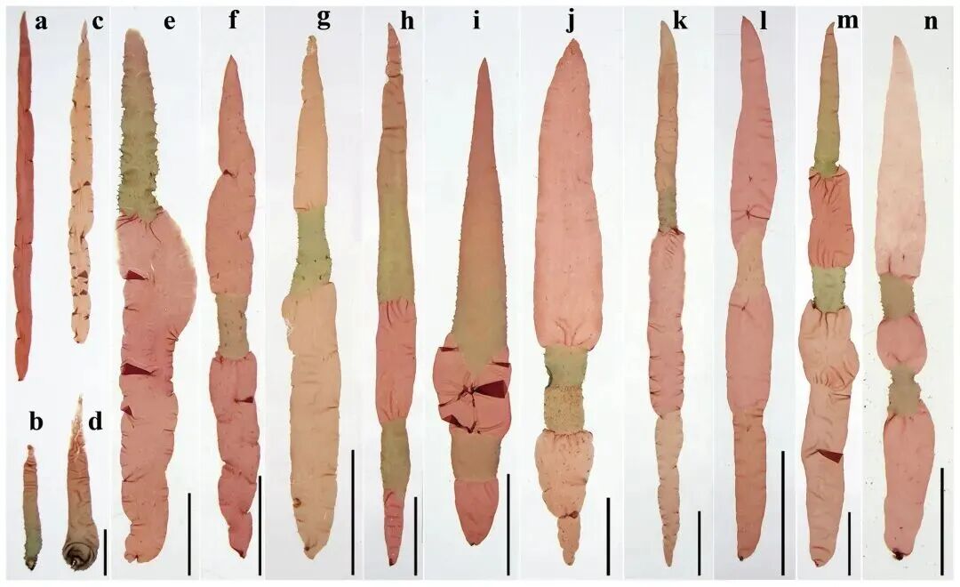 69shuba.ac短剧资讯网