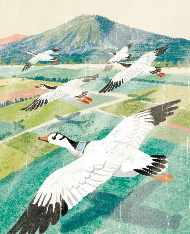 鸟儿又没有犯罪，为什么脚上带着追踪器？｜科普作家花蚀专栏