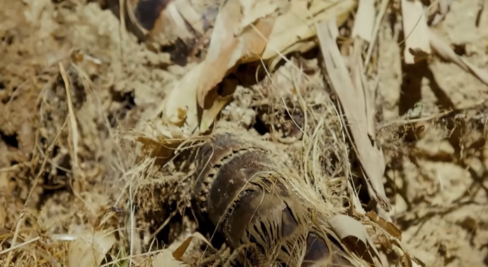 69shuba.ac短剧资讯网