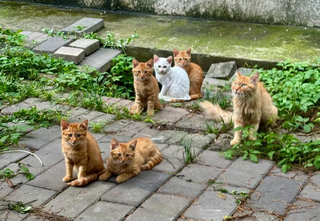 69shuba.ac短剧资讯网