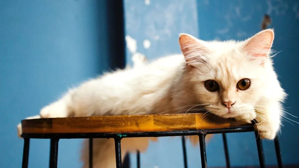 赤戟推书单406｜刑侦破案&middot;猎魔西幻&middot;武侠无限&hellip;&hellip;