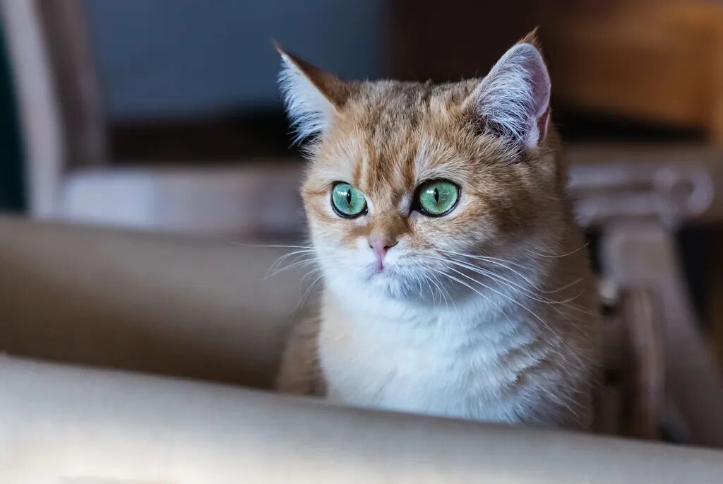 赤戟推书单408｜魔法少女&middot;武道修行&middot;学院中世纪&hellip;&hellip;