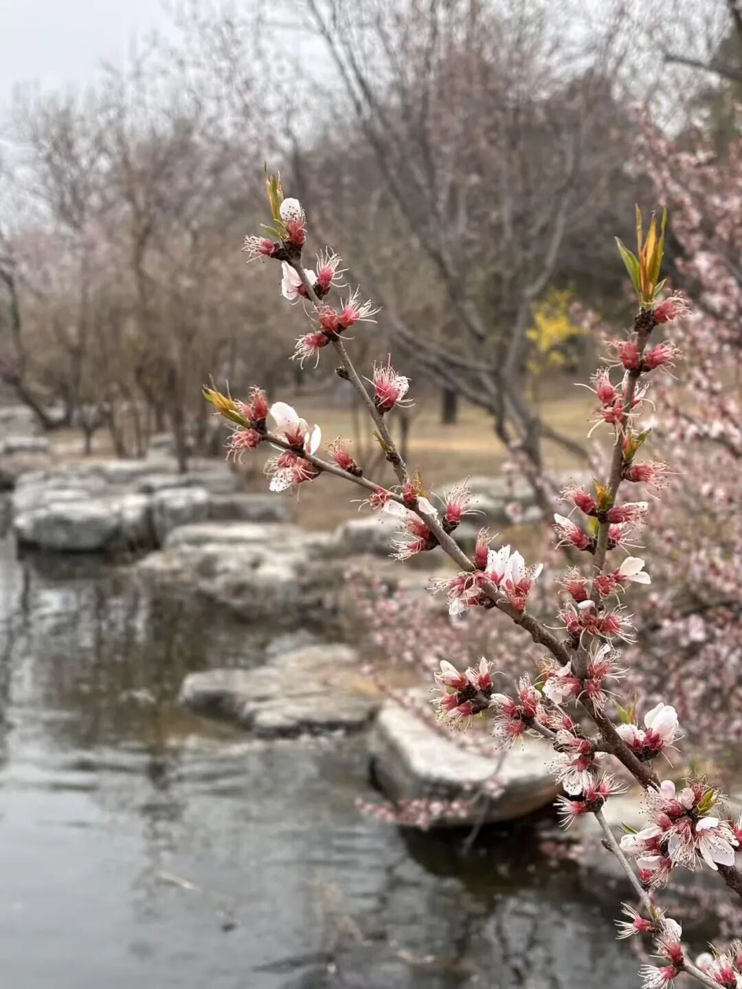 69shuba.ac短剧资讯网