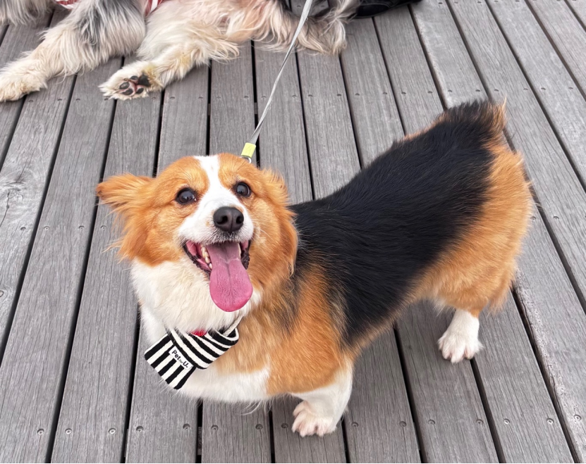 69shuba.ac短剧资讯网