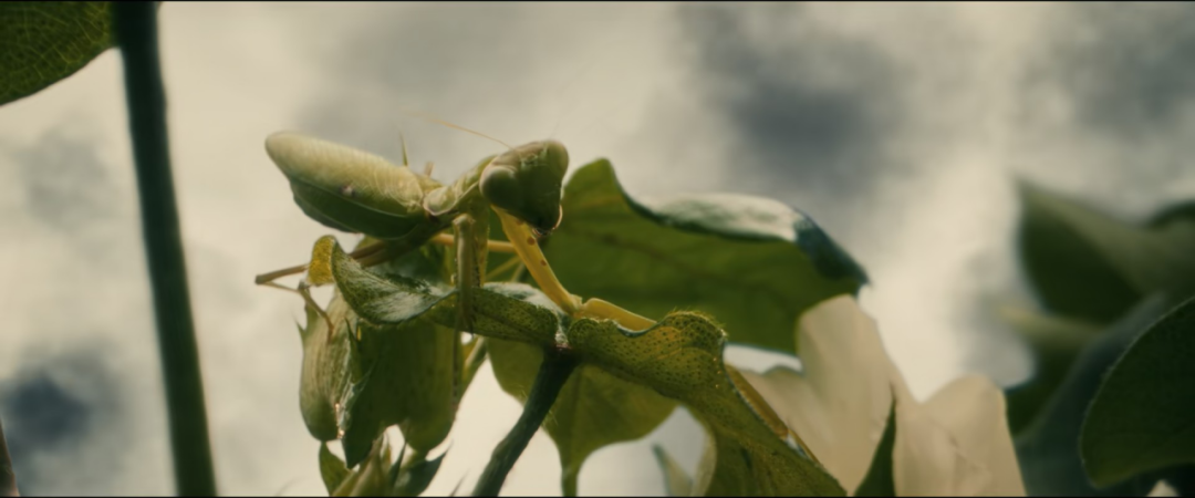 69shuba.ac短剧资讯网