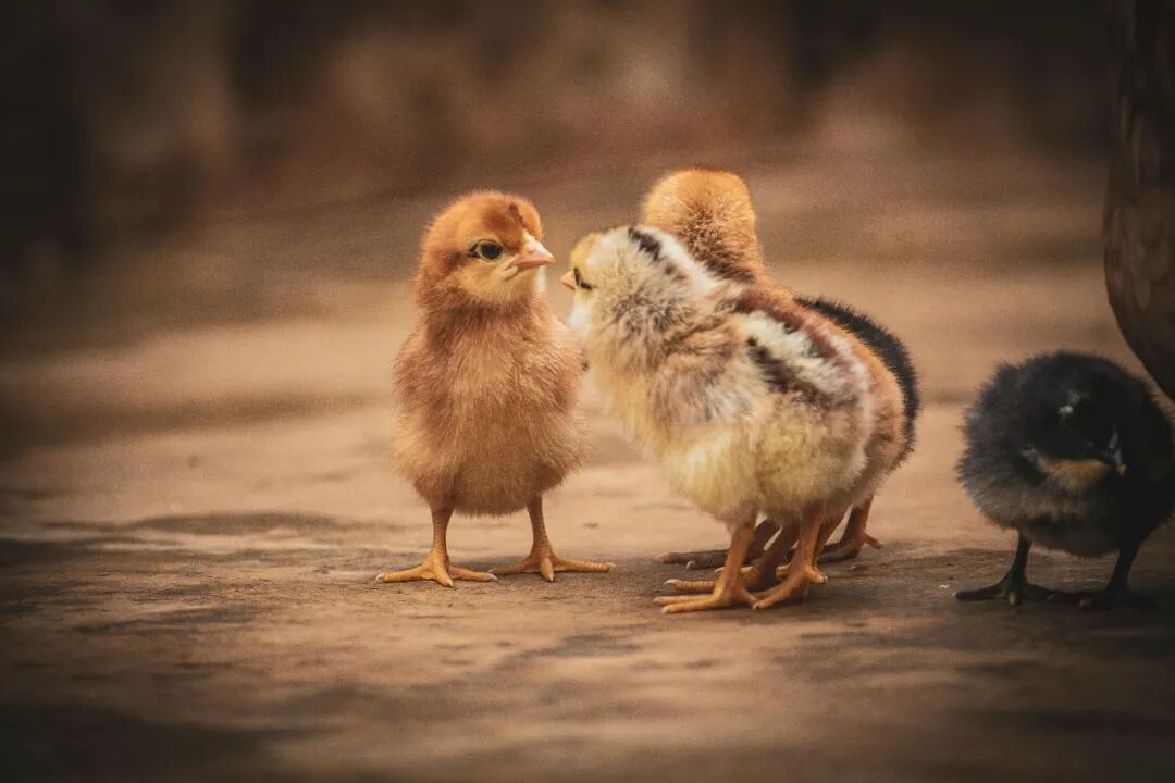 69shuba.ac短剧资讯网