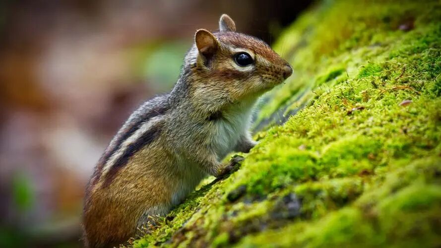 2025&middot;年度盘点&middot;模拟器&middot;电竞&middot;游戏篇