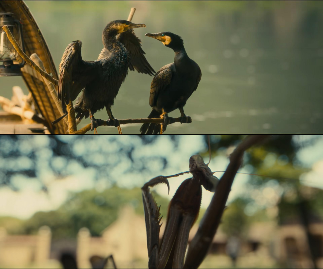 69shuba.ac短剧资讯网