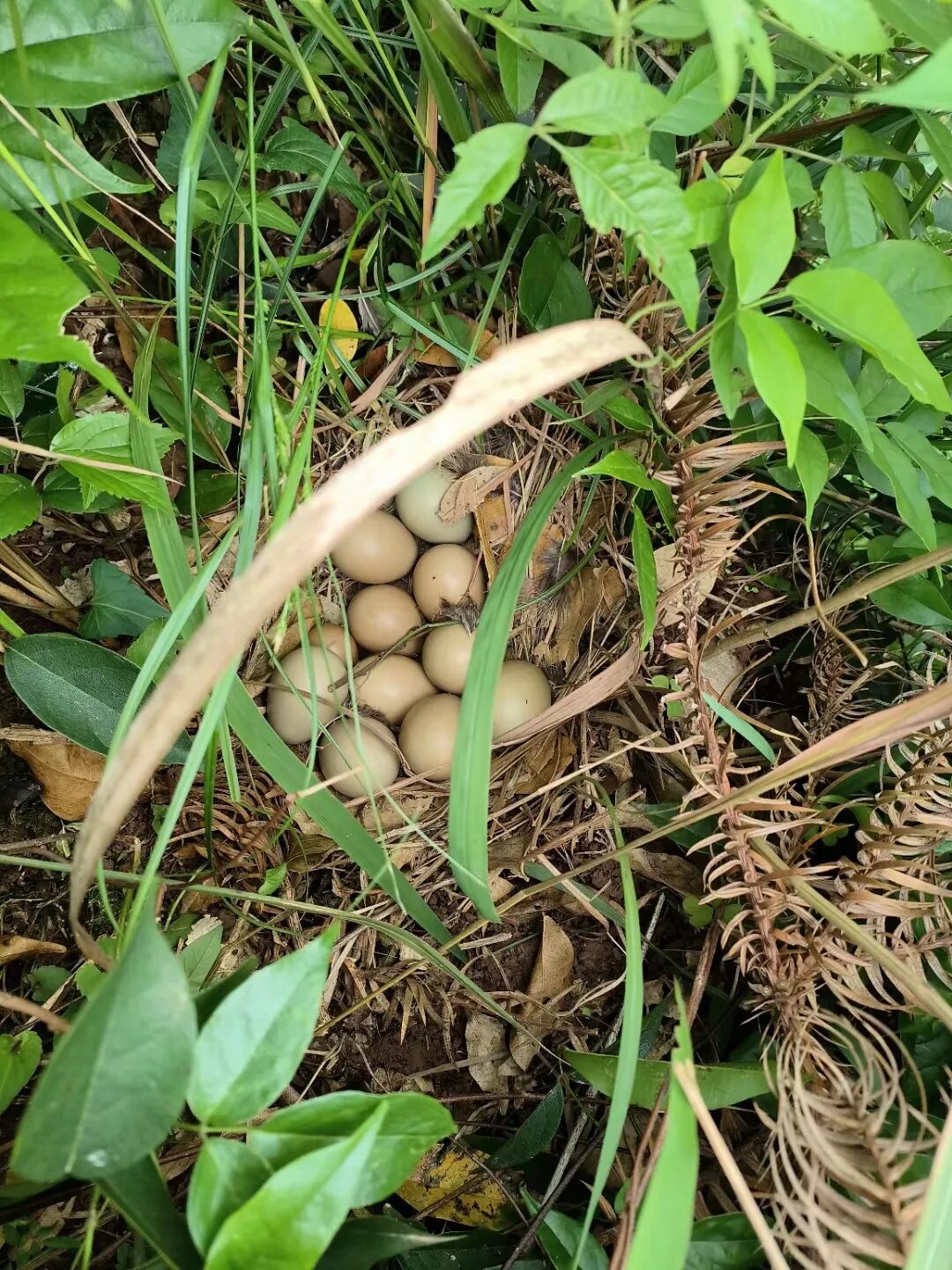 69shuba.ac短剧资讯网
